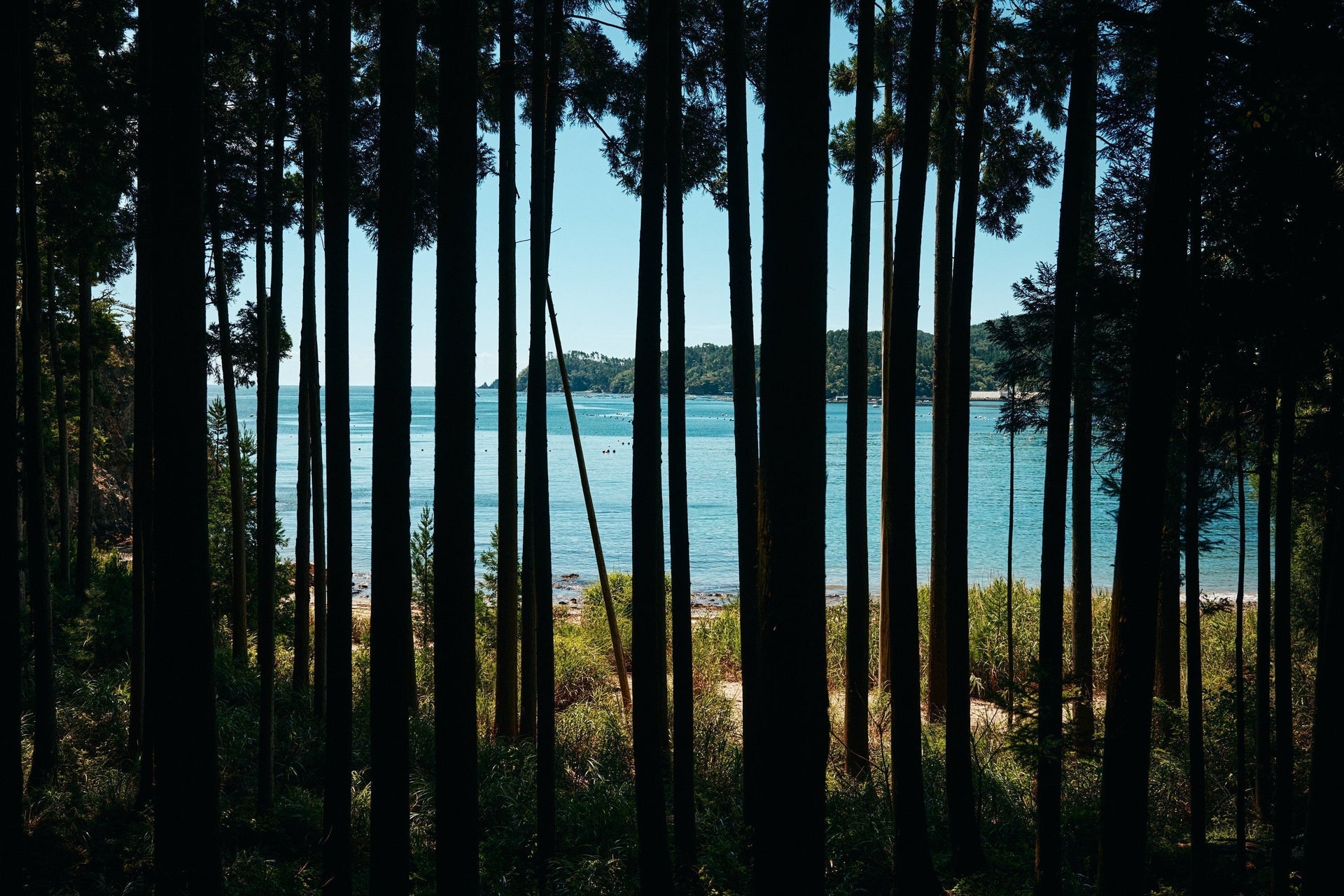 森も海も、つながってる。子どもたちが自然に飛び込み考えた、夏の１日。 IMAGE