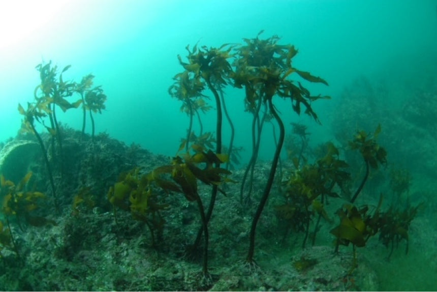 葉山アマモ協議会 image