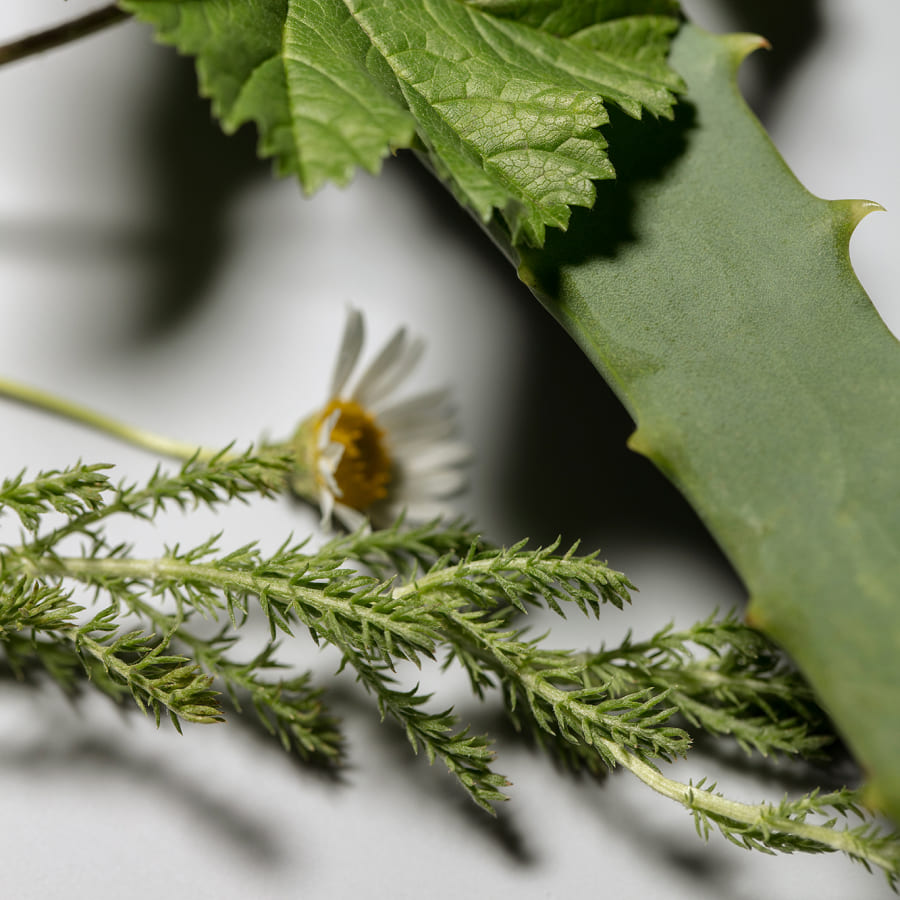 植物オイルの潤う力 IMAGE