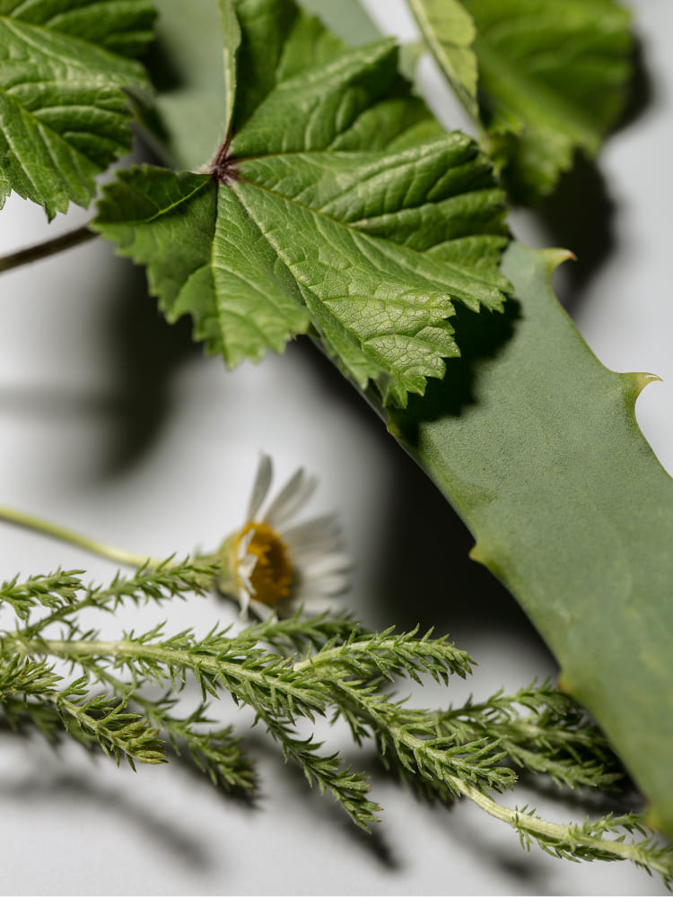 植物オイルの潤う力 IMAGE for SP